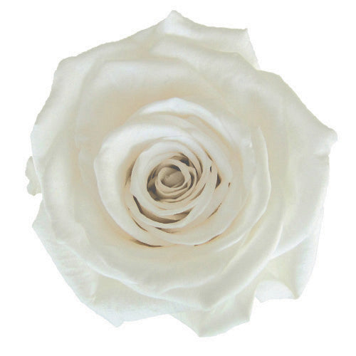 Florever Premium Rose Pearl White