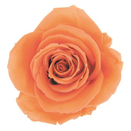 Florever Premium Rose Sunset Orange