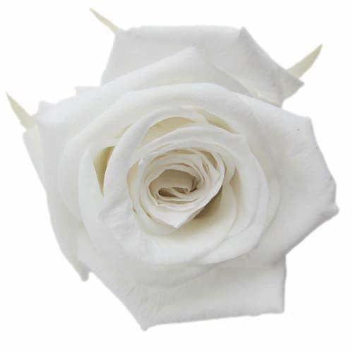 Florever Standard Rose Pearl White