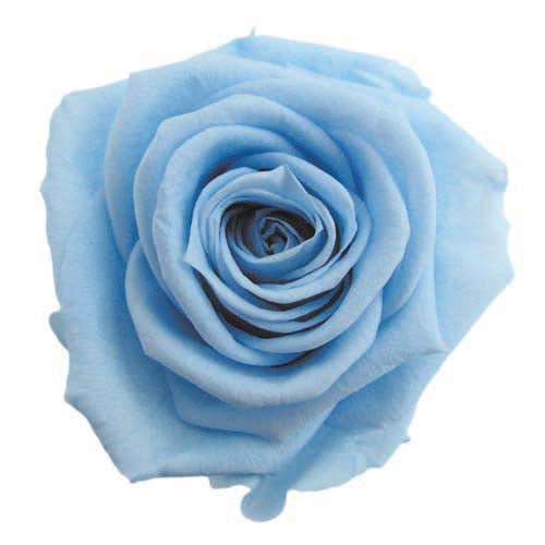 Florever Standard Rose Powder Blue