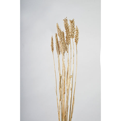 Florever Shiny Trigo Wheat DRIED / Gold