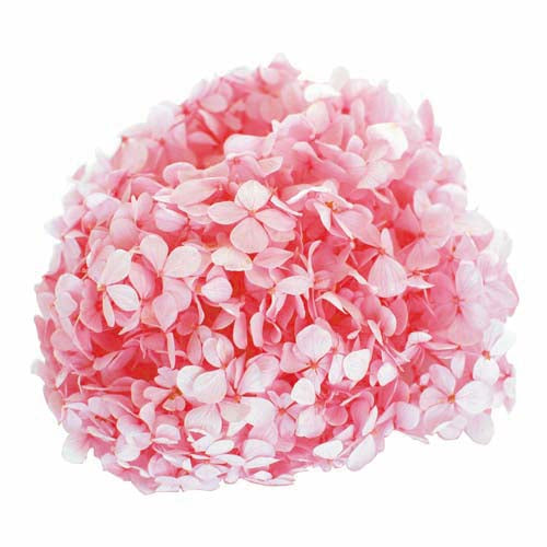 Florever Preserved Hydrangea 20g Andes Ajisai 20g - Baby Pink