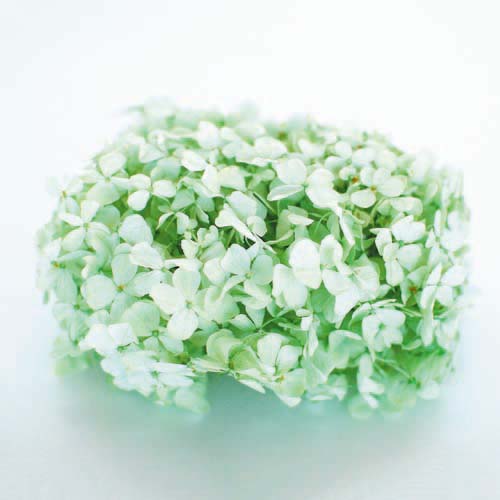 Florever Preserved Hydrangea 20g - Citrus Green