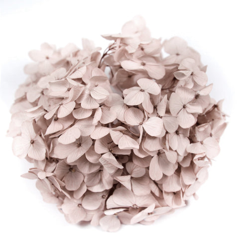 Florever Preserved Hydrangea 20g Andes Ajisai 20g - Hazel Nut