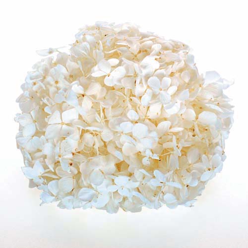 Florever Preserved Hydrangea - Andes Ajisai 20g - Pearl White