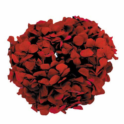 Florever Preserved Hydrangea - Andes Ajisai 20g -Wine